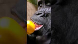 Gorilla Eating Up Close! #Gorilla #Eating  #Asmr #Satisfying