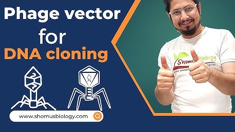 Phage vector in gene cloning | bacteriophage vector | lambda phage vector