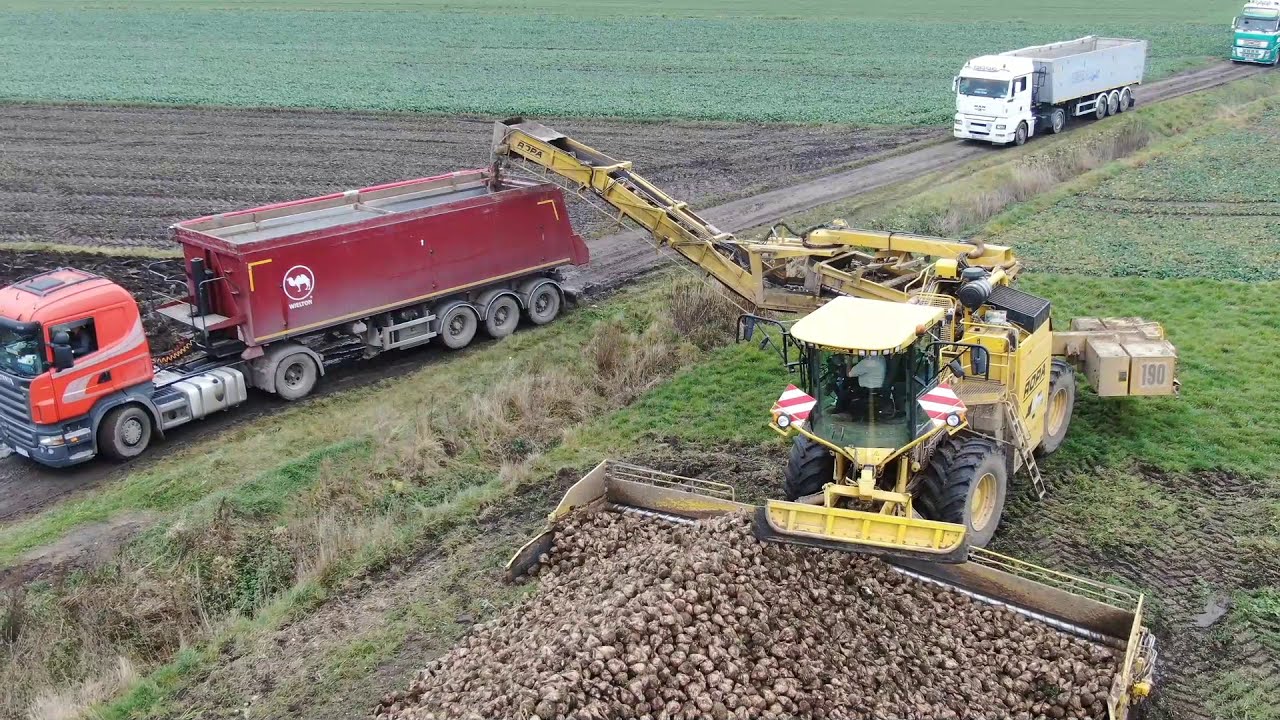 ZBIÓR, DOCZYSZCZANIE, ZAŁADUNEK I ODBIÓR BURAKÓW CUKROWYCH NA PLACU FABRYCZNYM
