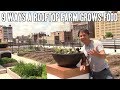 9 Ways a Rooftop Farm Grows Food on a Urban Roof