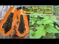 How to Plant Soursop In Pot To Be Fruitful Fast For ...