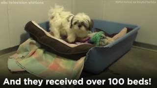 Shelter animals sleep easier with bed donations