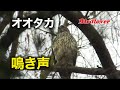 オオタカ若の鳴き声 / Northern Goshawk