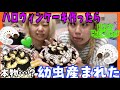 【ハロウィンケーキ】大の甘いもの嫌いがケーキ作ったら幼虫食べることになりました🐛🍰💚