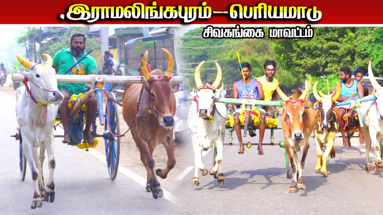 சிவகங்கை மாவட்டம் இராமலிங்கபுரம் பெரிய மாடு