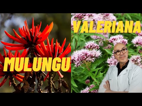 cha valeriana como preparar