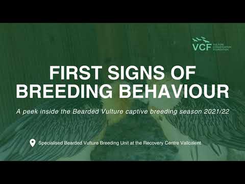 First signs of breeding behaviour: A peek inside the Bearded Vulture captive breeding season 2021/22