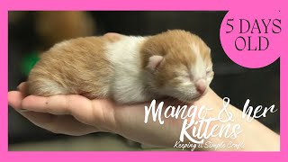 Growing kittens Day 5 Mango & her 8 kittens 🐈 Momma cat and her babies nursing, Rescue cat