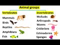 Animal Classification and Key Features of Vertebrates
