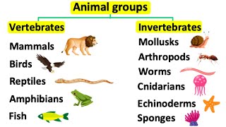 Animal groups | Vertebrates & invertebrates