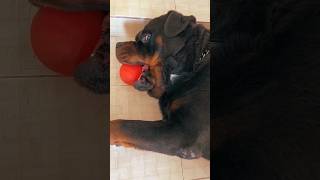 دارك المحارب الألماني أجمل - كلب روت وايلر في مصر واللعب بالكورة
