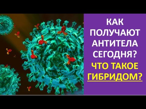 19. Как получают антитела сегодня? Что такое гибридом?