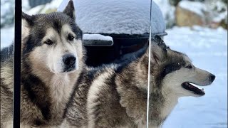 Собаки Встречают Хозяина После Разлуки!