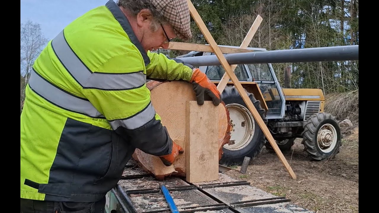 #Männyn tyvijuntin sahaus sirkkelisahalla