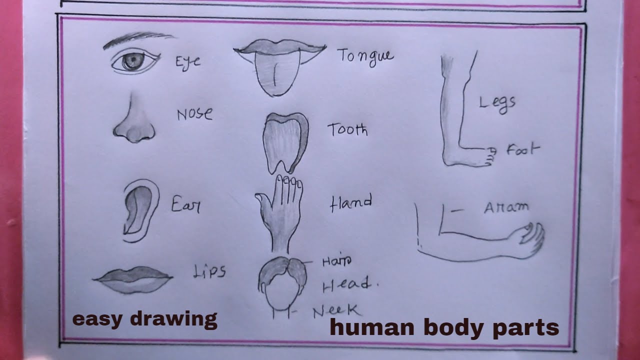 How To Draw Human Body Parts/Easy Human Body Parts Drawing - Youtube