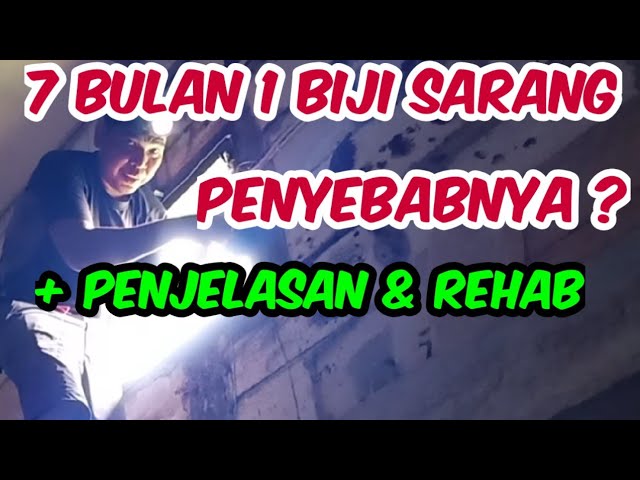 7 bulan cuma 1 sarang jadi|ini permasalahannya dan perehabannya class=