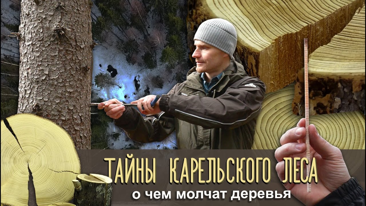 Карельский лес темный