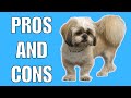 Lhasa Apso Pros And Cons | The Good AND The Bad!!
