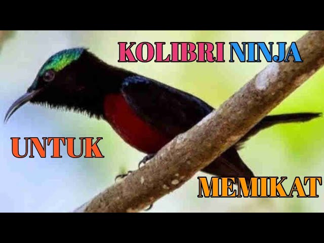 Kolibri Ninja Untuk Pemikat class=