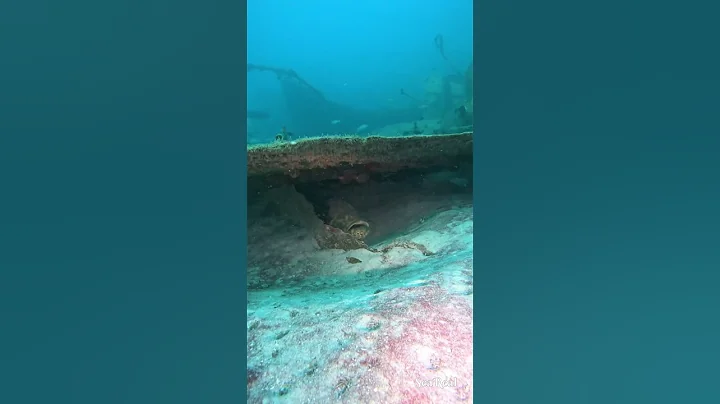 Giant Grouper hiding under shipwreck