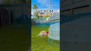 Venom Ayam Viral 2025