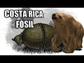 🐾FÓSILES de COSTA RICA y el Gran Intercambio Americano 🏖