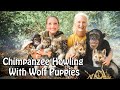 Chimpanzee Howling with Wolf Puppies | Myrtle Beach Safari