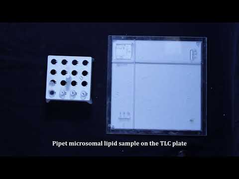 BCH2333 Lab4, Experiment
