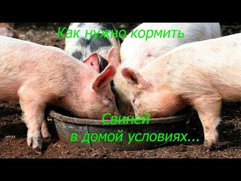 Как в домашних условиях кормить свиней