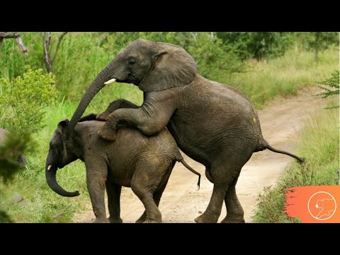 Vídeo: Como Os Elefantes Se Reproduzem