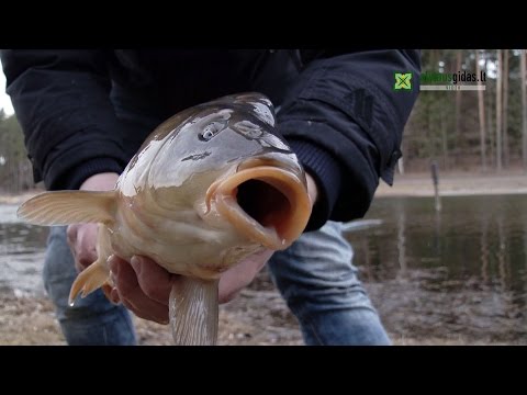 Video: Balandžio žvejybos Keistenybės