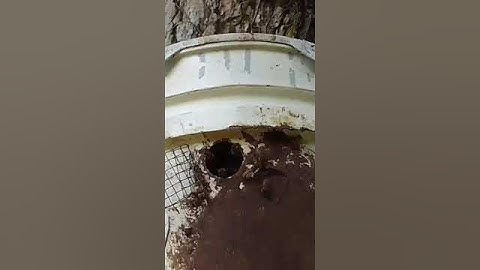 swarm catch in my bucket swarm trap at the mango tree