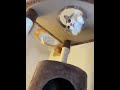 くぅちゃん覗き穴？#ねこのいる暮らし #ねこ動画 #ねこのいる生活