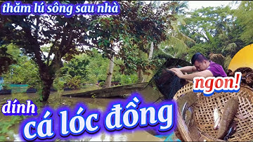 Sáng Sớm Ra Sông Sau Nhà Thăm Lú Dính Cá Lóc To ngon quá!