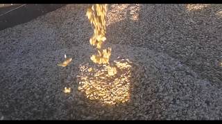 видео: Уборка тыквы картинка: Уборка тыквы