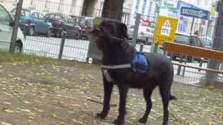 Molly i Sonja - Vienna