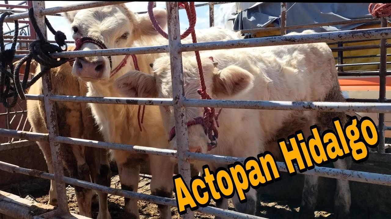 Área de ganado pesado en Actopan Hidalgo 