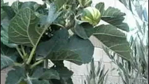 Panache or Tiger Fig Tree