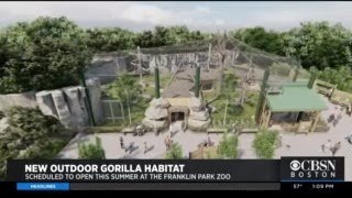 New 'State-Of-The-Art' Outdoor Gorilla Habitat Will Open At Franklin Park Zoo This Summer New 'State-Of-The-Art' Outdoor Gorilla Habitat Will Open At Franklin Park Zoo This Summer