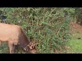 Elk Herd Wanders Onto Residential Property