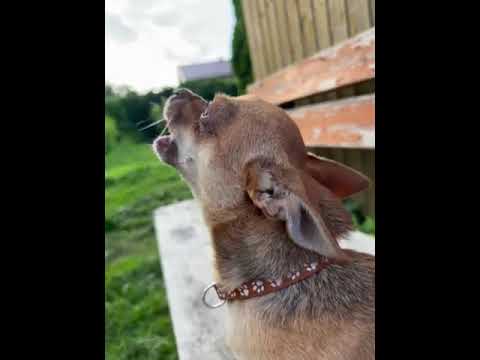Вой собаки