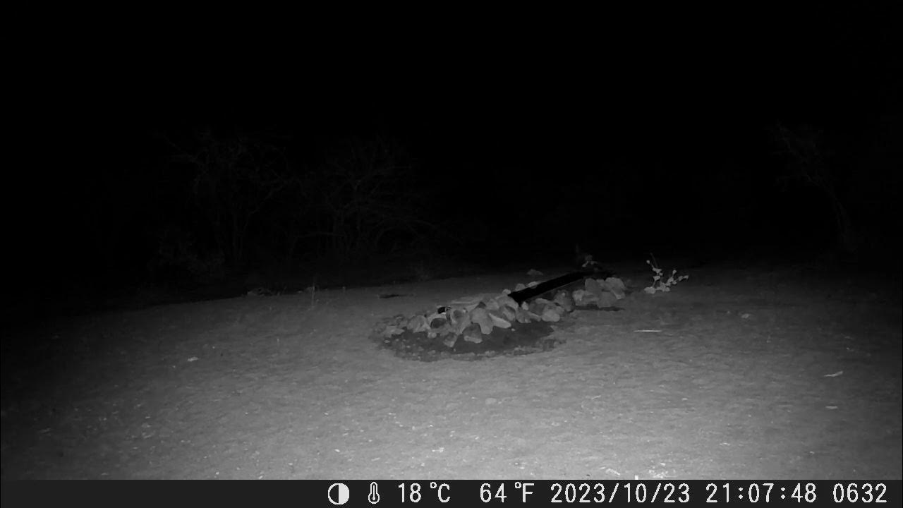 24 October 2023 honey badger YouTube