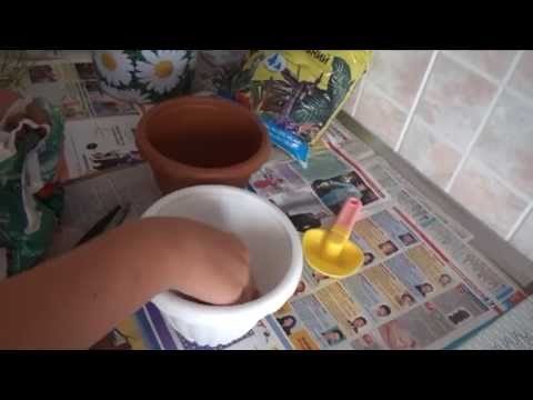 Как пересадить цветок Мастерица /How to transplant flower