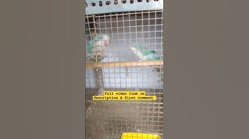 Blue 💙 Monk Parakeet Breeding updated #parrot #monkbird #bluemonk #quakerparakeet #exoticbirdsshop