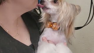 Dealing with a difficult youngster..Crusader in his my little pony look