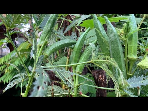 How To Plant Okra In Container | Growing Ladies Finger In Pot | Daily Life and Nature