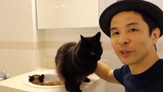 しおちゃん引っ越し2015 その2  Theo's moving documentary Part 2