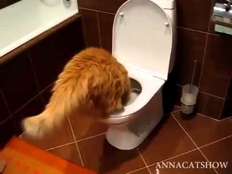Cat drinking from the toilet кот пьёт из унитаза