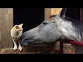 Horse Grooms Cat With Tongue - 986429