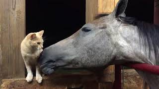 Horse Grooms Cat With Tongue  986429